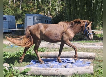 Caballos islandeses, Caballo castrado, 2 años, 140 cm, Alazán-tostado