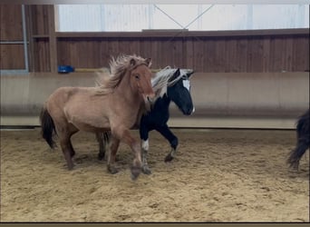 Caballos islandeses, Caballo castrado, 2 años, 140 cm, Bayo