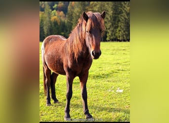 Caballos islandeses, Caballo castrado, 2 años, 140 cm, Castaño oscuro