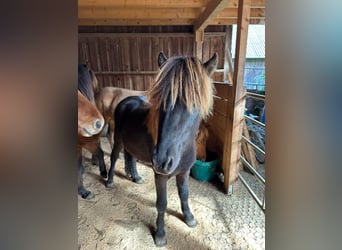 Caballos islandeses, Caballo castrado, 2 años, 140 cm, Negro