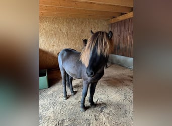 Caballos islandeses, Caballo castrado, 2 años, 140 cm, Negro