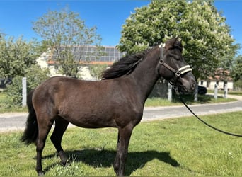 Caballos islandeses Mestizo, Caballo castrado, 2 años, 140 cm, Negro