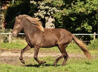 Caballos islandeses, Caballo castrado, 2 años, 140 cm, Perla