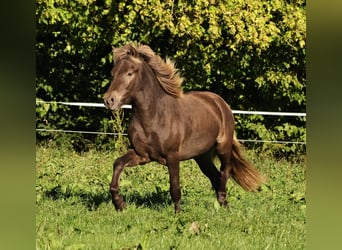 Caballos islandeses, Caballo castrado, 2 años, 140 cm, Perla