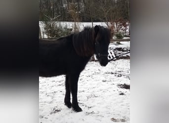 Caballos islandeses, Caballo castrado, 2 años, 142 cm, Ruano azulado