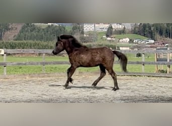 Caballos islandeses, Caballo castrado, 2 años, 143 cm, Tordillo negro