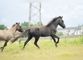 Caballos islandeses, Caballo castrado, 2 años, 143 cm, Tordillo negro