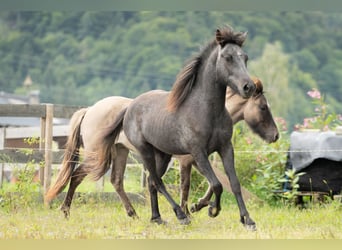 Caballos islandeses, Caballo castrado, 2 años, 143 cm, Tordillo negro