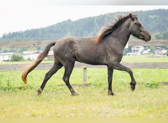 Caballos islandeses, Caballo castrado, 2 años, 143 cm, Tordillo negro