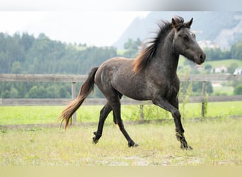 Caballos islandeses, Caballo castrado, 2 años, 143 cm, Tordillo negro