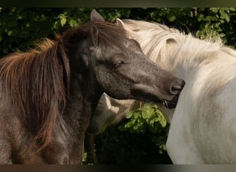 Caballos islandeses, Caballo castrado, 2 años, 143 cm, Tordillo negro