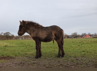 Caballos islandeses, Caballo castrado, 2 años, 145 cm