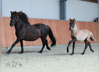 Caballos islandeses, Caballo castrado, 2 años, 145 cm