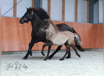 Caballos islandeses, Caballo castrado, 2 años, 145 cm