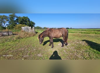 Caballos islandeses, Caballo castrado, 2 años, 145 cm