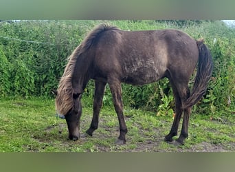 Caballos islandeses, Caballo castrado, 2 años, 145 cm