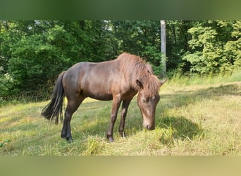 Caballos islandeses, Caballo castrado, 2 años, Morcillo
