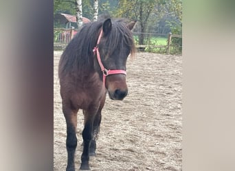 Caballos islandeses, Caballo castrado, 3 años, 135 cm, Castaño