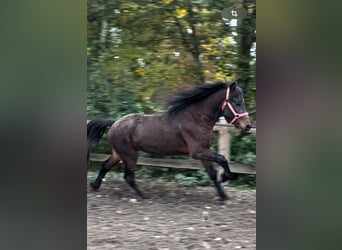 Caballos islandeses, Caballo castrado, 3 años, 135 cm, Castaño