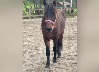 Caballos islandeses, Caballo castrado, 3 años, 135 cm, Castaño