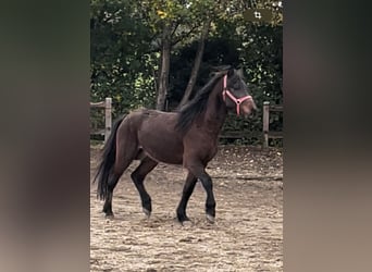 Caballos islandeses, Caballo castrado, 3 años, 135 cm, Castaño