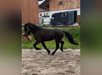 Caballos islandeses, Caballo castrado, 3 años, 135 cm, Castaño