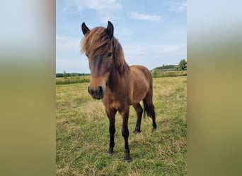 Caballos islandeses, Caballo castrado, 3 años, 135 cm, Castaño oscuro