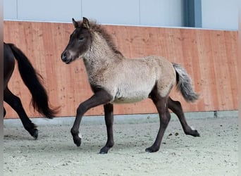 Caballos islandeses, Caballo castrado, 3 años, 137 cm, Morcillo