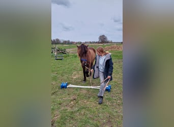Caballos islandeses, Caballo castrado, 3 años, 137 cm, Morcillo
