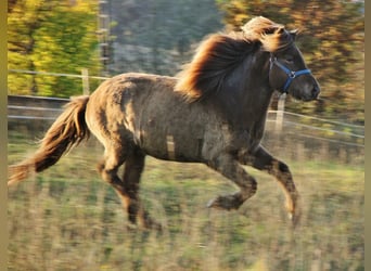 Caballos islandeses, Caballo castrado, 3 años, 137 cm, Palomino