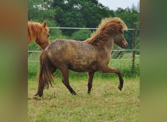 Caballos islandeses, Caballo castrado, 3 años, 137 cm, Palomino