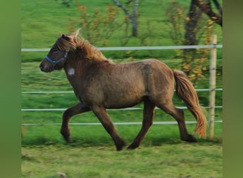 Caballos islandeses, Caballo castrado, 3 años, 137 cm, Palomino