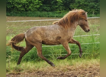 Caballos islandeses, Caballo castrado, 3 años, 137 cm, Palomino