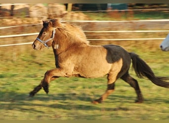 Caballos islandeses, Caballo castrado, 3 años, 137 cm, Palomino