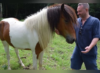Caballos islandeses, Caballo castrado, 3 años, 137 cm, Pío