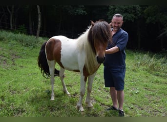 Caballos islandeses, Caballo castrado, 3 años, 137 cm, Pío