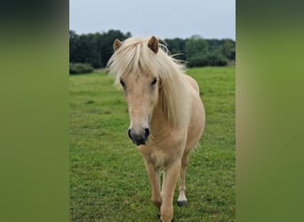 Caballos islandeses, Caballo castrado, 3 años, 138 cm, Palomino