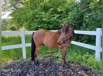 Caballos islandeses Mestizo, Caballo castrado, 3 años, 139 cm, Castaño