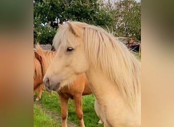 Caballos islandeses, Caballo castrado, 3 años, 140 cm, Palomino