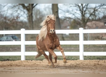 Caballos islandeses, Caballo castrado, 3 años, 142 cm, Alazán