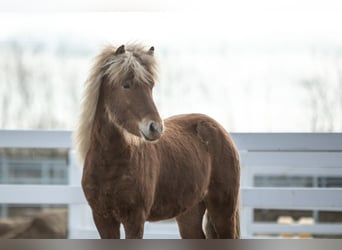 Caballos islandeses, Caballo castrado, 3 años, 142 cm, Alazán