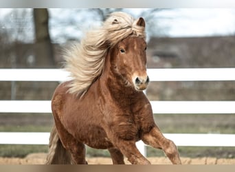 Caballos islandeses, Caballo castrado, 3 años, 142 cm, Alazán