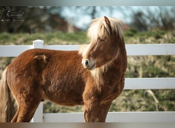 Caballos islandeses, Caballo castrado, 3 años, 142 cm, Alazán