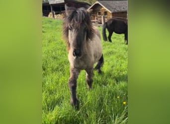 Caballos islandeses, Caballo castrado, 3 años, 142 cm, Bayo