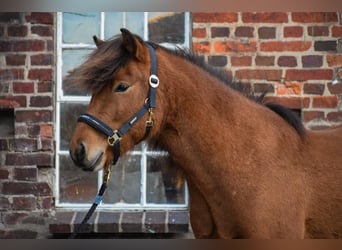 Caballos islandeses, Caballo castrado, 3 años, 144 cm, Castaño