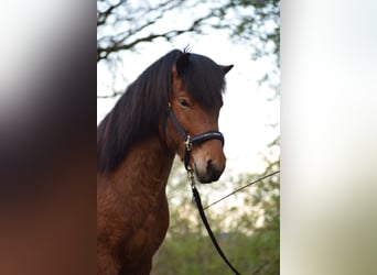 Caballos islandeses, Caballo castrado, 3 años, 144 cm, Castaño