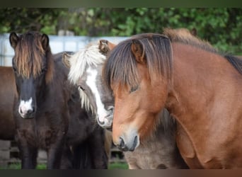 Caballos islandeses, Caballo castrado, 3 años, 144 cm, Castaño