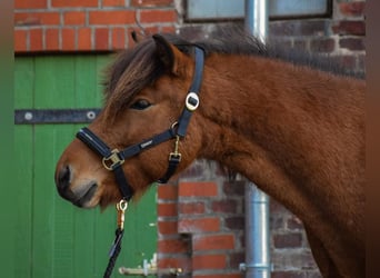 Caballos islandeses, Caballo castrado, 3 años, 144 cm, Castaño