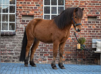 Caballos islandeses, Caballo castrado, 3 años, 144 cm, Castaño