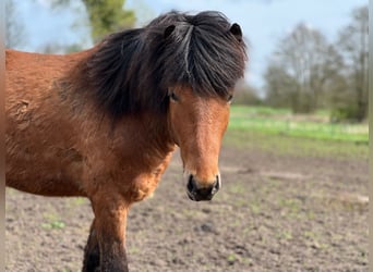 Caballos islandeses, Caballo castrado, 3 años, 144 cm, Castaño